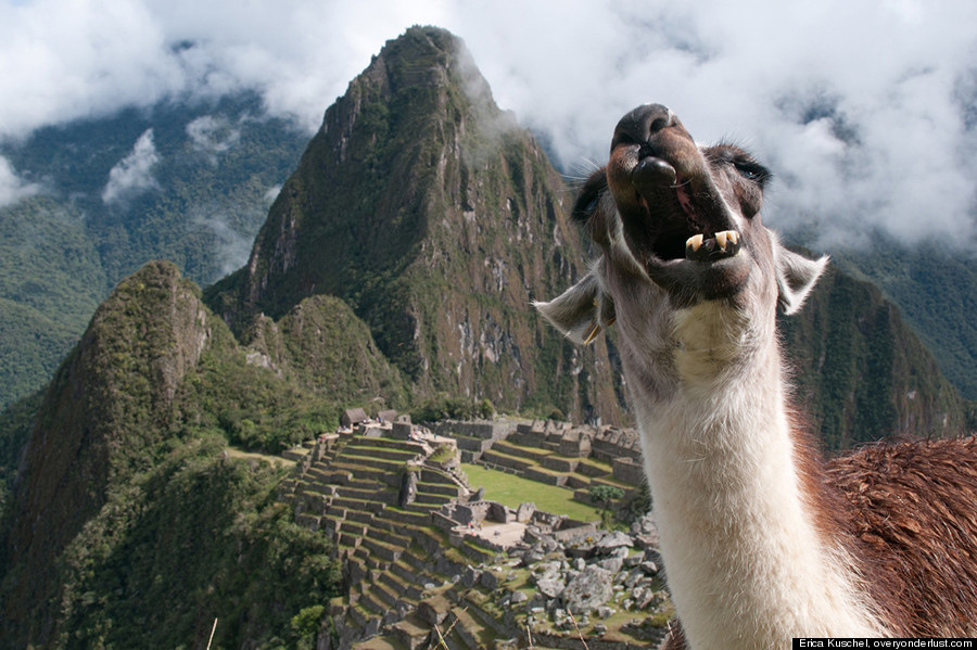 Machu Picchu Llama Photobomb Photographer Erica Kuschel